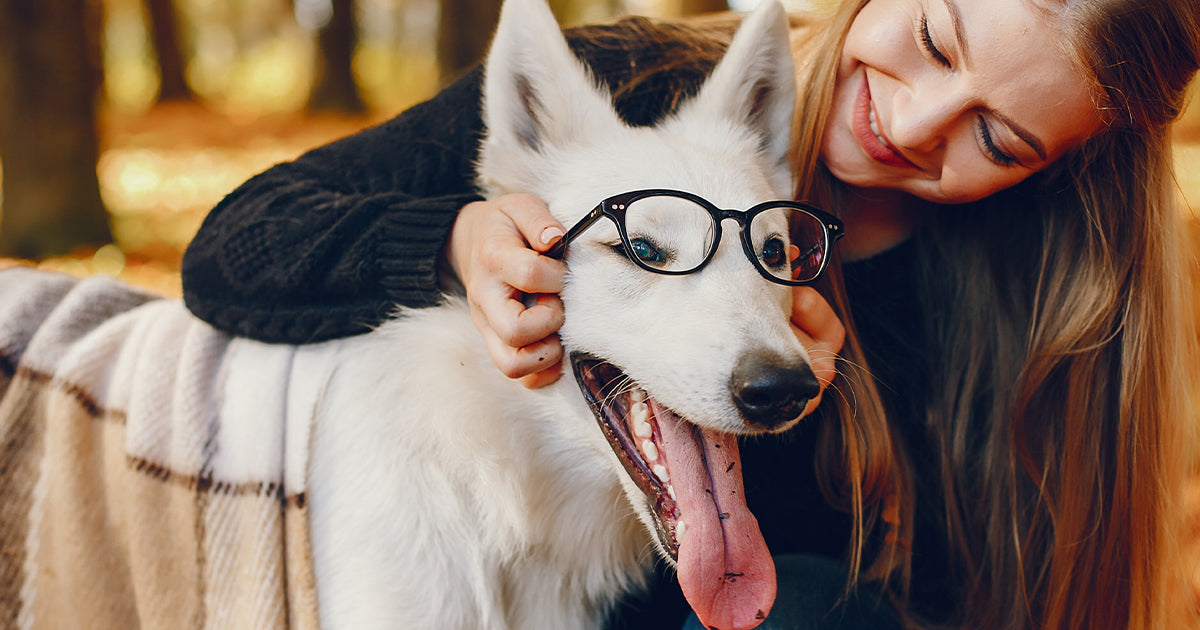 CBD Olaj kutyáknak – Természetes megoldás kedvenceinknek